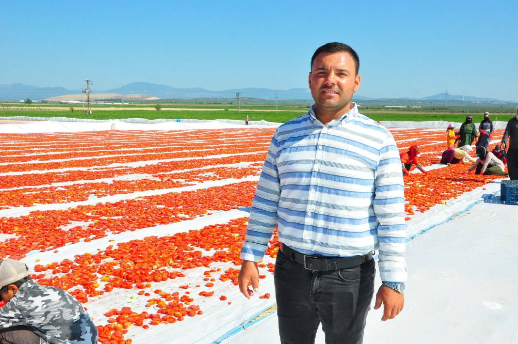 Kurutmalık domatesler serildi, Gediz Ovası kırmızıya büründü: Üreticiden 100 TL fiyat beklentisi 2